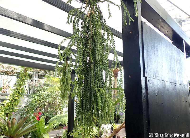 ボウカズラ Huperzia carinata