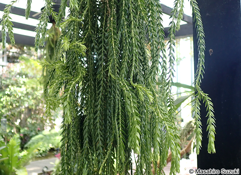 ボウカズラ Huperzia carinata