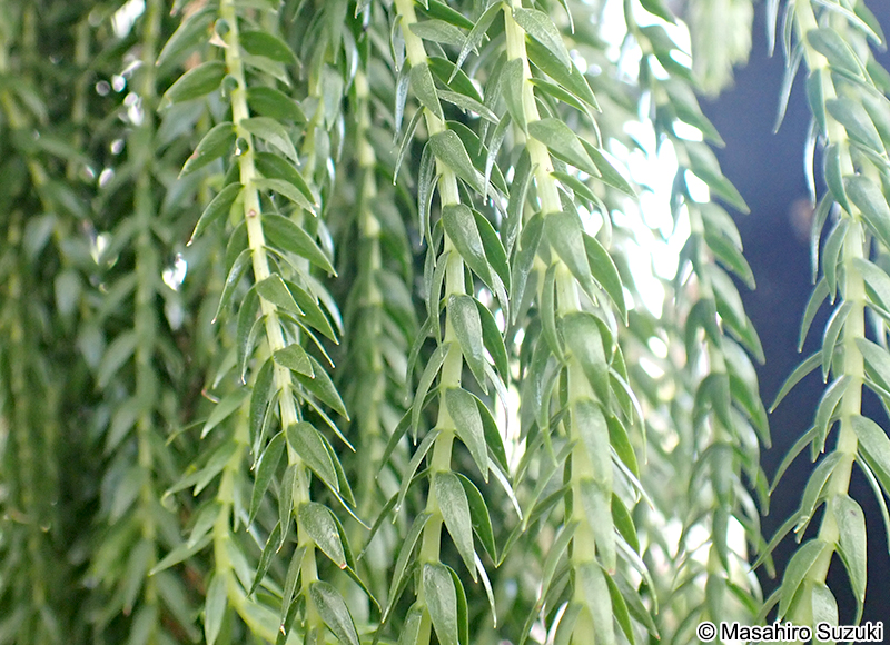 ボウカズラ Huperzia carinata