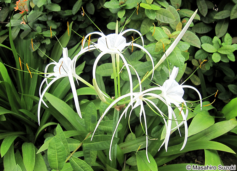 Hymenocallis caribaea