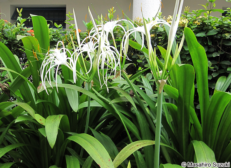 Hymenocallis caribaea