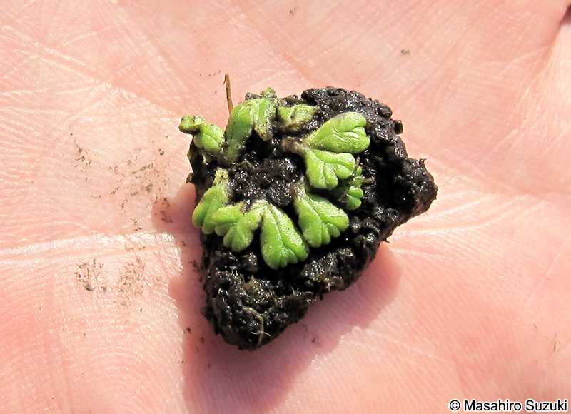 イチョウウキゴケ Ricciocarpus natans