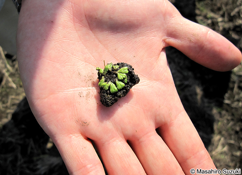 イチョウウキゴケ Ricciocarpus natans