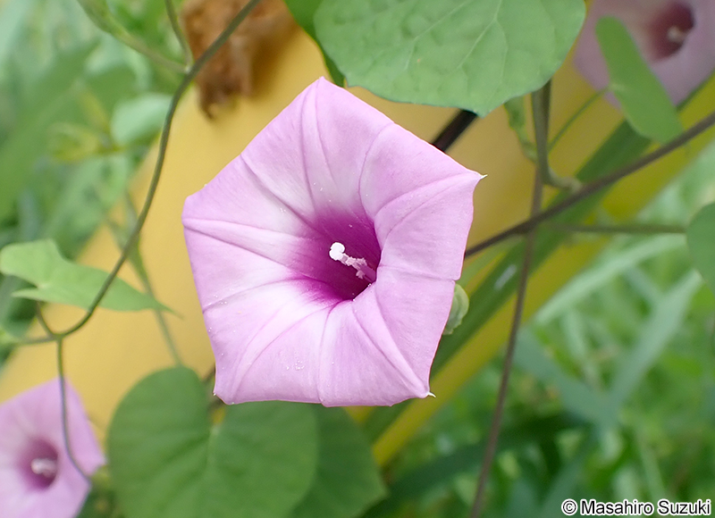 イモネノホシアサガオ Ipomoea trifida