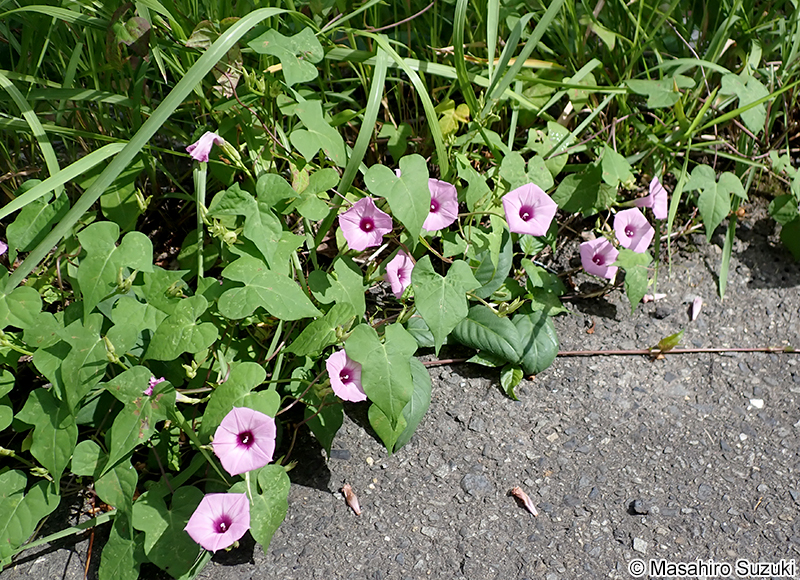 イモネノホシアサガオ Ipomoea trifida
