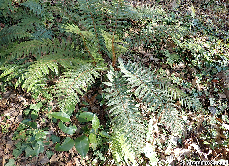 イノデ Polystichum polyblepharon