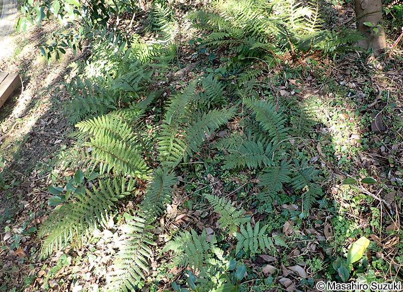 イノデ Polystichum polyblepharon
