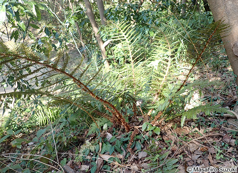 イノデ Polystichum polyblepharon