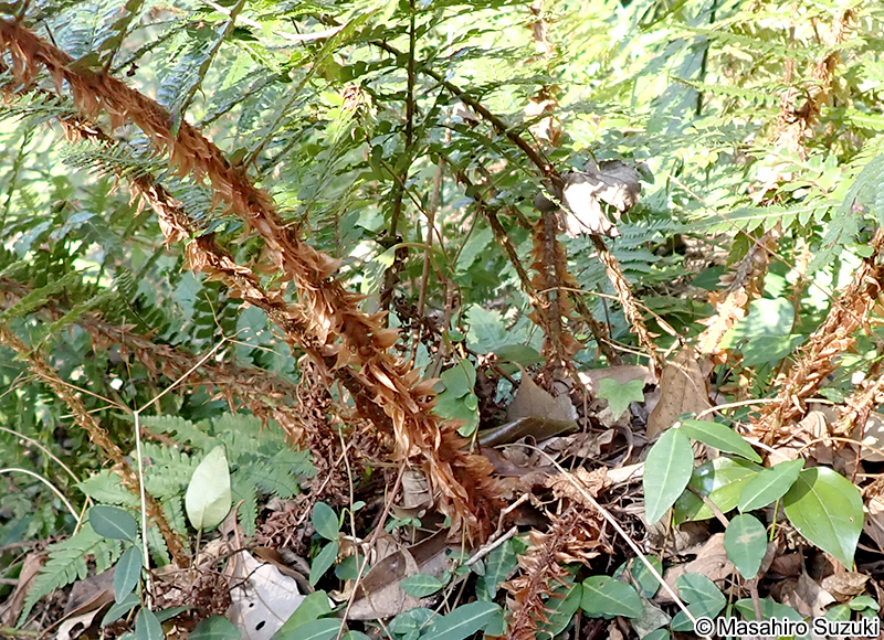 イノデ Polystichum polyblepharon