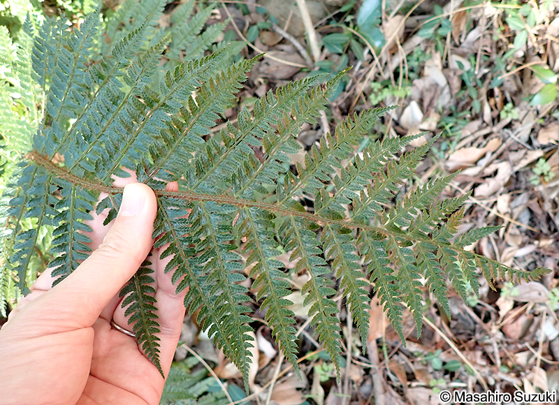 イノデ Polystichum polyblepharon