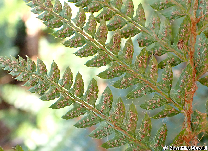 イノデの胞子嚢