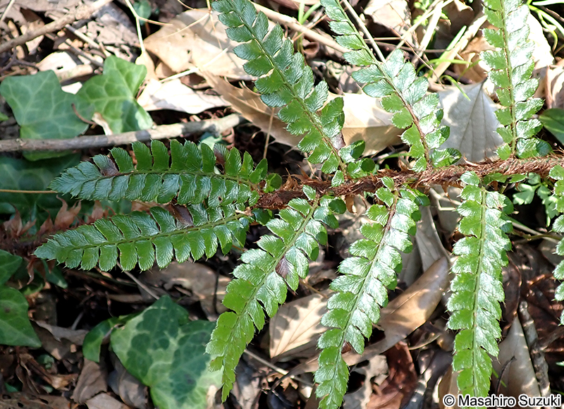 イノデ Polystichum polyblepharon