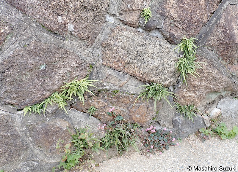 イノモトソウ Pteris multifida