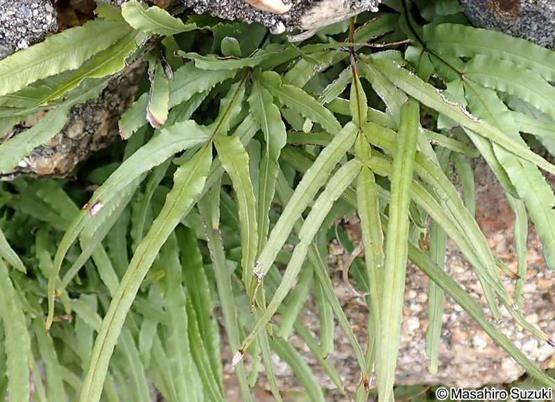 イノモトソウ Pteris multifida