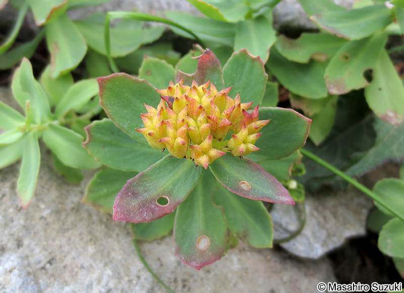 イワベンケイ Rhodiola rosea