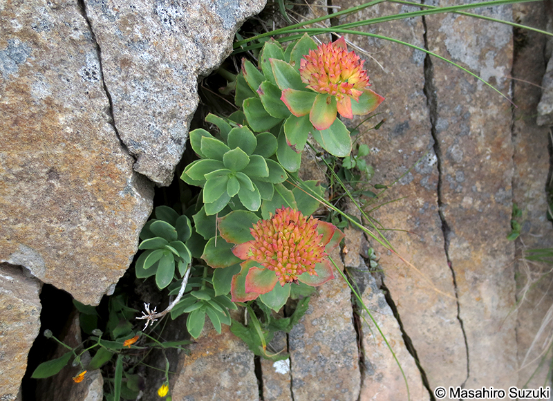 イワベンケイ Rhodiola rosea