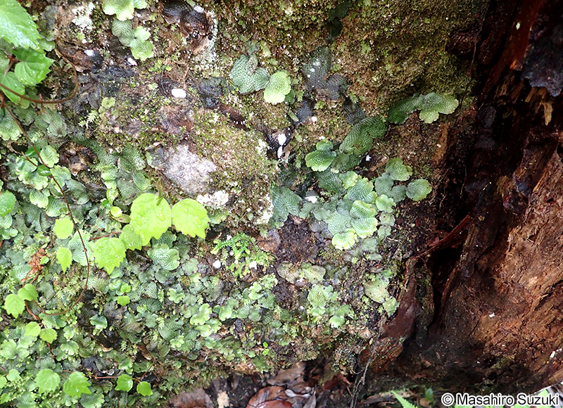 ジャゴケ属 Conocephalum