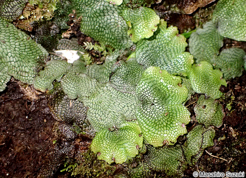 ジャゴケ属 Conocephalum