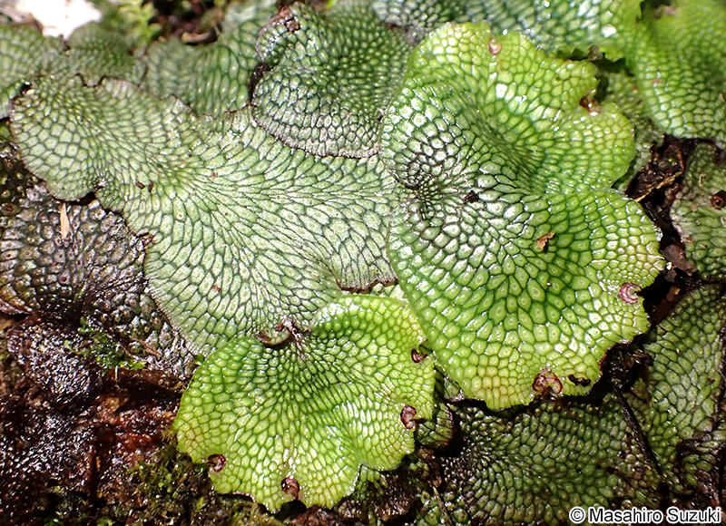 ジャゴケ属 Conocephalum