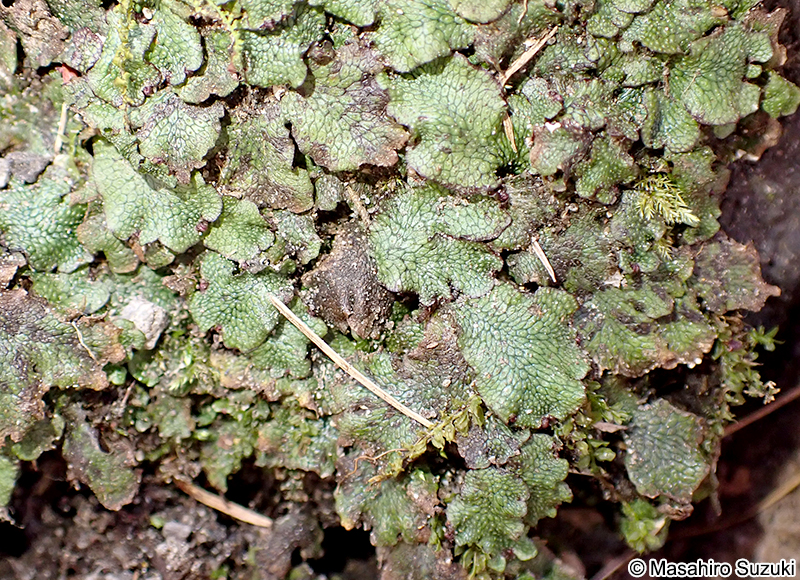 ジャゴケ属 Conocephalum