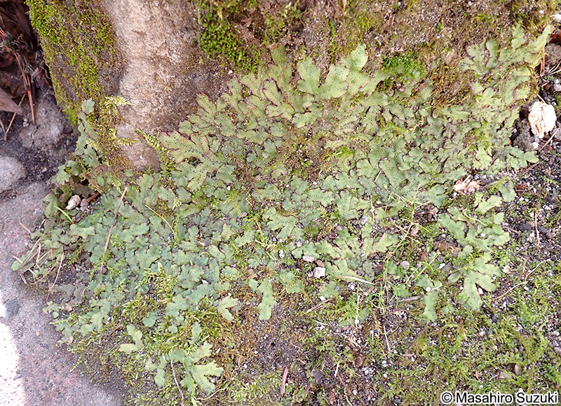 ジャゴケ属 Conocephalum