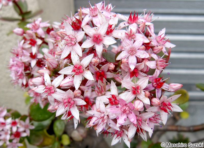 カネノナルキ Crassula ovata
