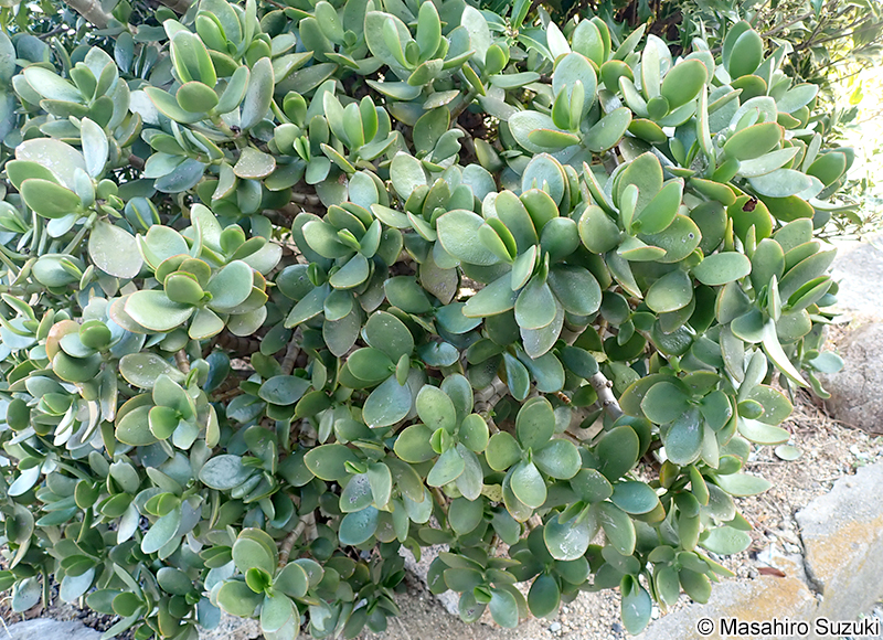 カネノナルキ Crassula ovata
