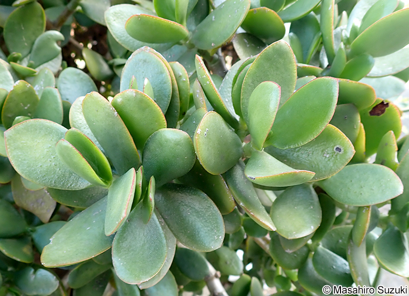 カネノナルキ Crassula ovata