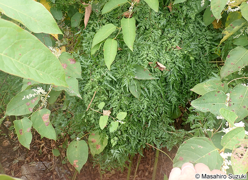 カニクサ Lygodium japonicum