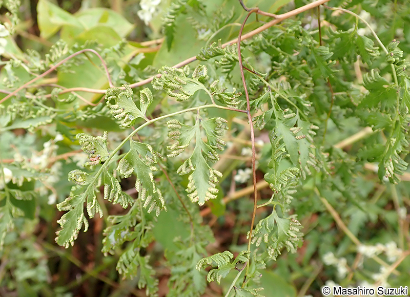 カニクサ Lygodium japonicum