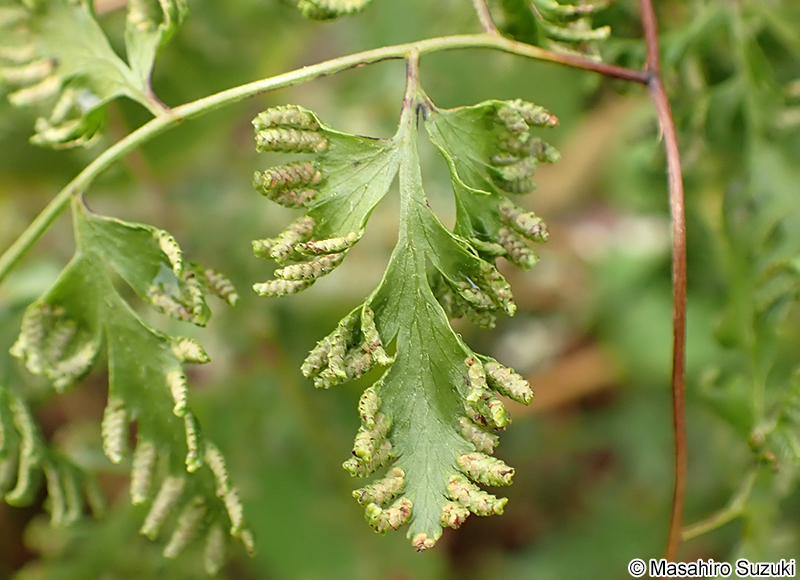 カニクサ Lygodium japonicum