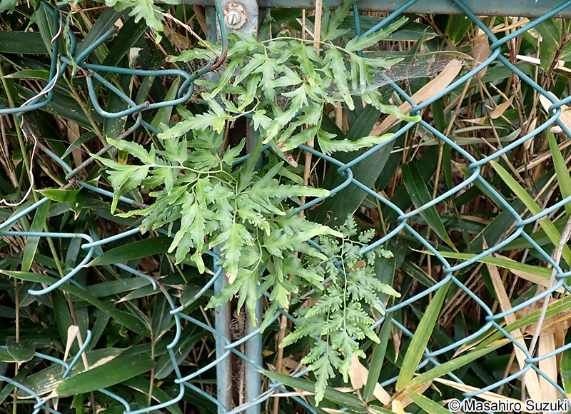 カニクサ Lygodium japonicum