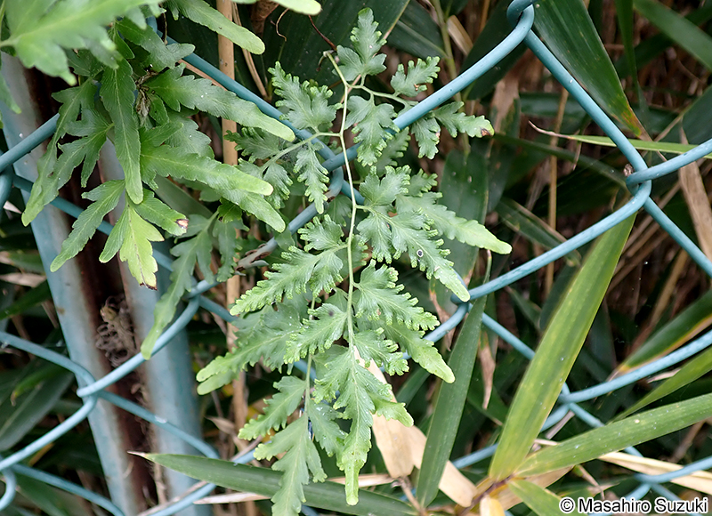 カニクサ Lygodium japonicum