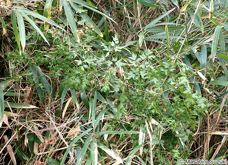 カニクサ Lygodium japonicum