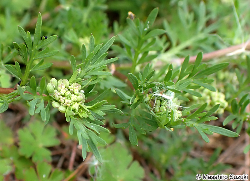 カラクサナズナ Lepidium didymum