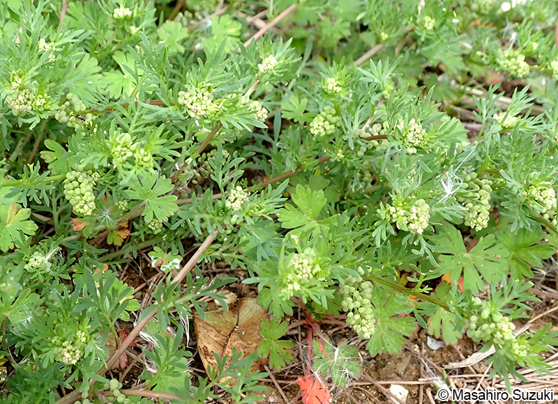 カラクサナズナ Lepidium didymum