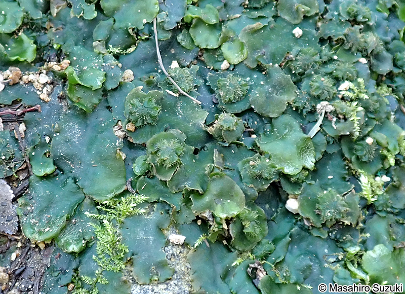 ケゼニゴケ Dumortiera hirsuta