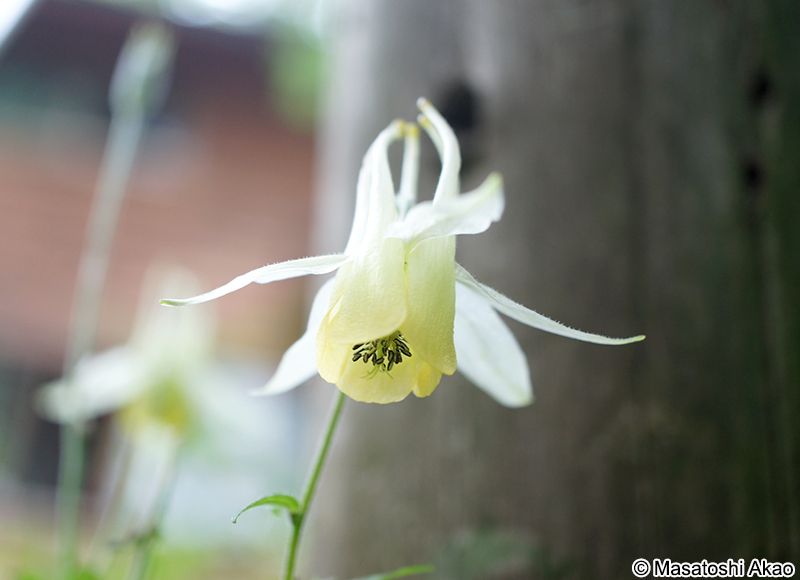 キバナノヤマオダマキ Aquilegia buergeriana f. flavescens