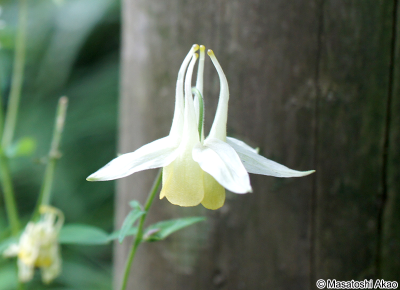 キバナノヤマオダマキ Aquilegia buergeriana f. flavescens