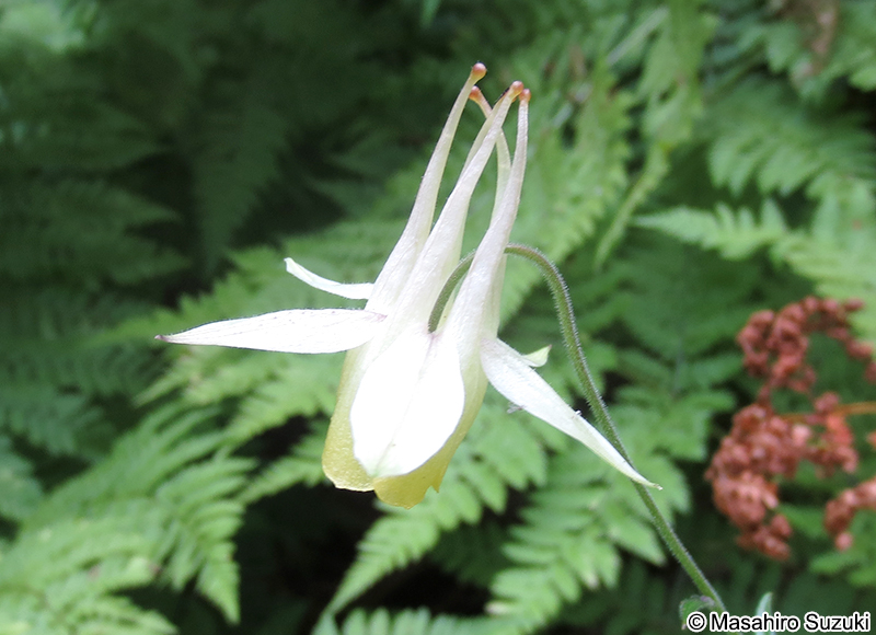 キバナノヤマオダマキ Aquilegia buergeriana f. flavescens