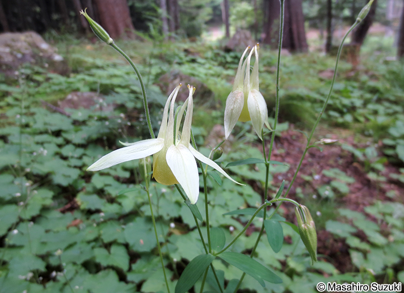 キバナノヤマオダマキ Aquilegia buergeriana f. flavescens