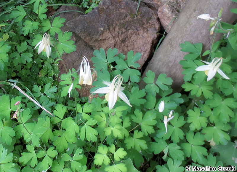 キバナノヤマオダマキ Aquilegia buergeriana f. flavescens