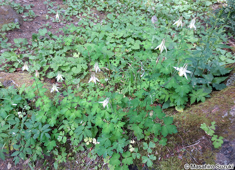 キバナノヤマオダマキ Aquilegia buergeriana f. flavescens
