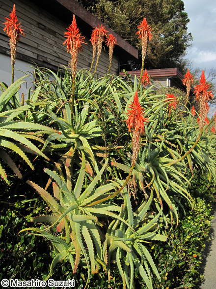 キダチアロエ Aloe arborescens