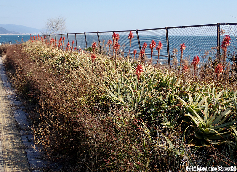 キダチアロエ Aloe arborescens