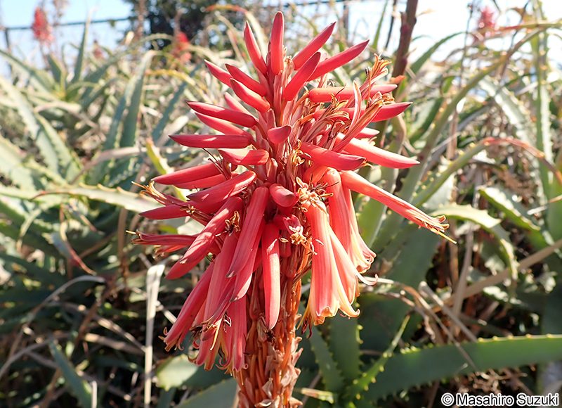 キダチアロエ Aloe arborescens
