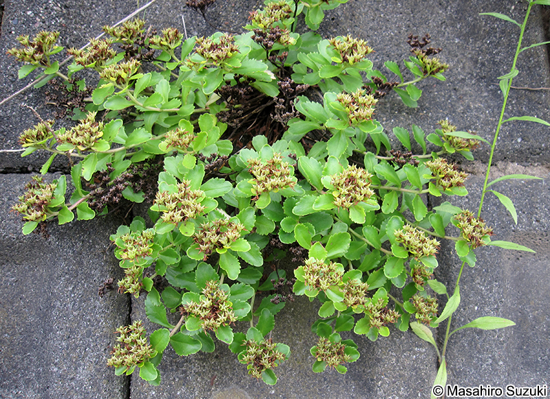 キリンソウ Phedimus aizoon var. floribundus