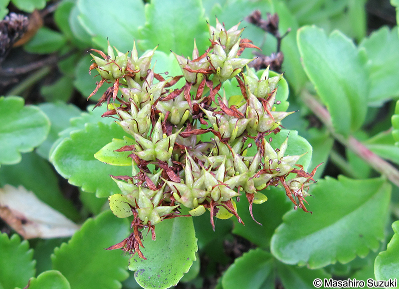 キリンソウ Phedimus aizoon var. floribundus