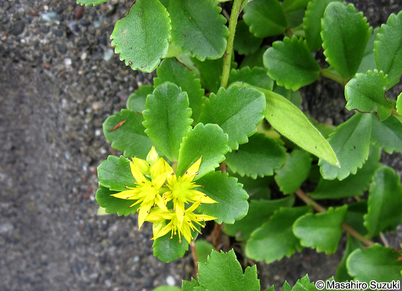 キリンソウ Phedimus aizoon var. floribundus