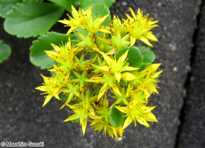 キリンソウ Phedimus aizoon var. floribundus